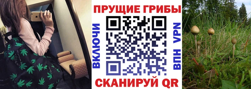Псилоцибиновые грибы GOLDEN TEACHER  где купить   сайты даркнета как зайти  Данков 